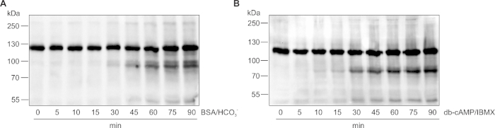 Supplemental Figure 1