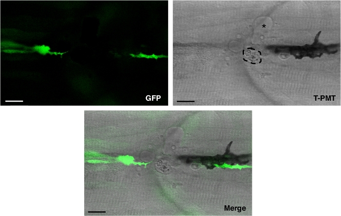 Figure 2