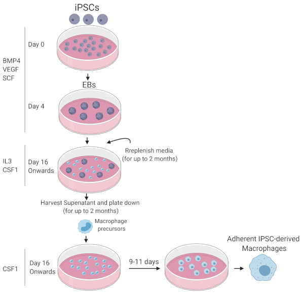 Immunology And Infection