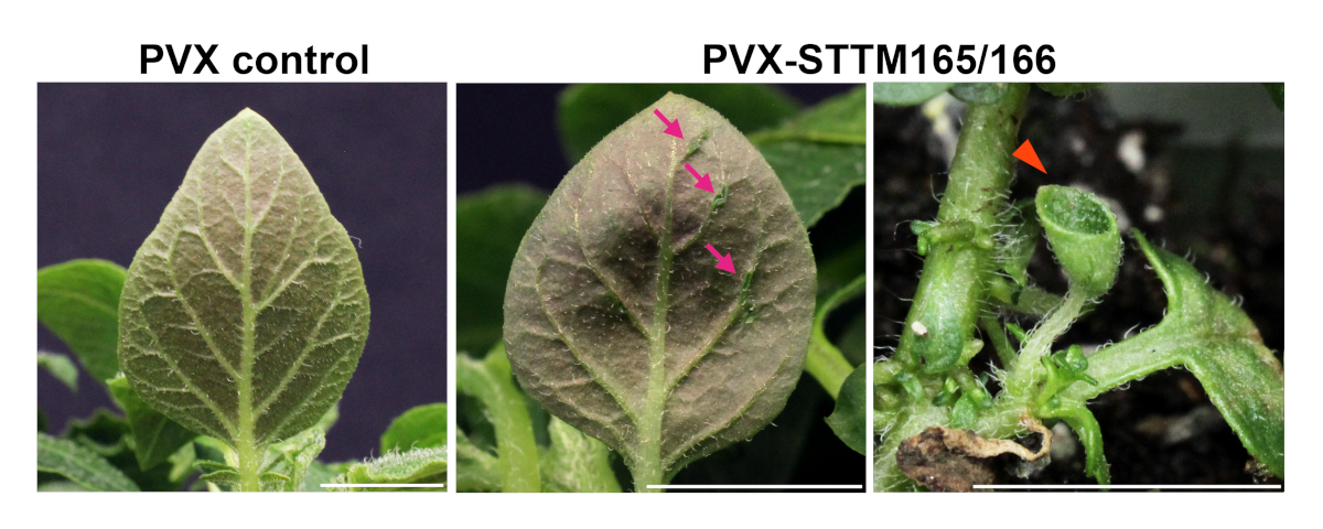 Potato Virus X-Based microRNA Silencing (VbMS) In Potato. | Protocol