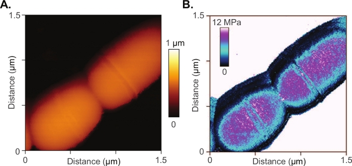 Figure 5