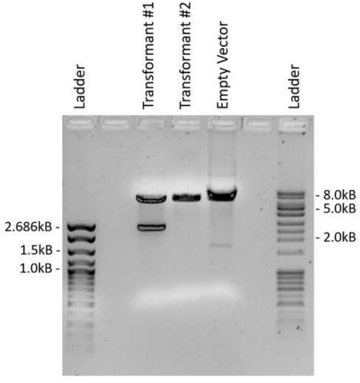 Figure 4