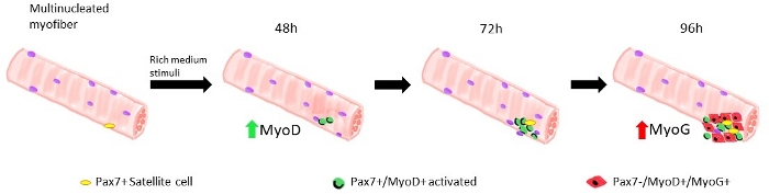 Single Myofiber Isolation and Culture from a Murine Model of Emery ...