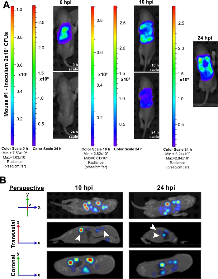 Figure 2