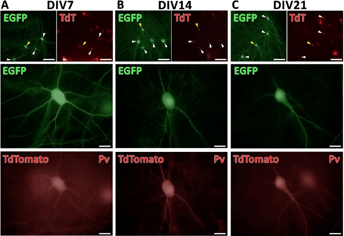 Figure 3