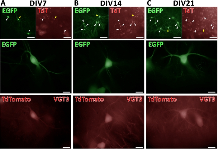 Figure 4