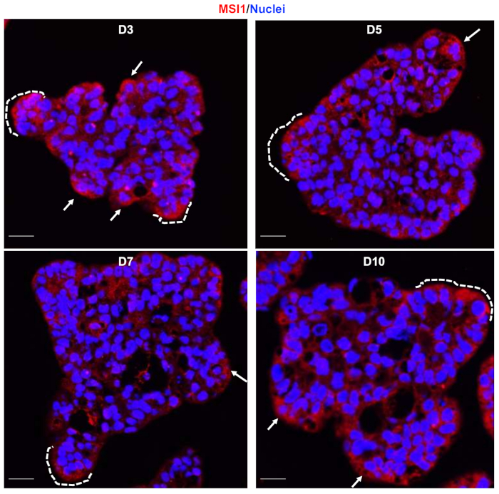 Figure 7