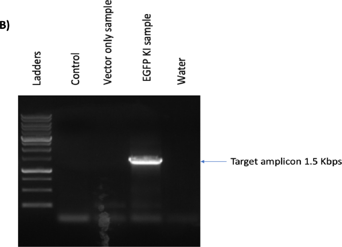 Figure 5B