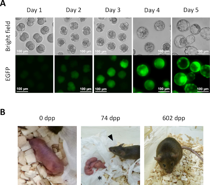 Figure 5