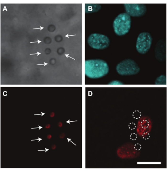 Figure 10