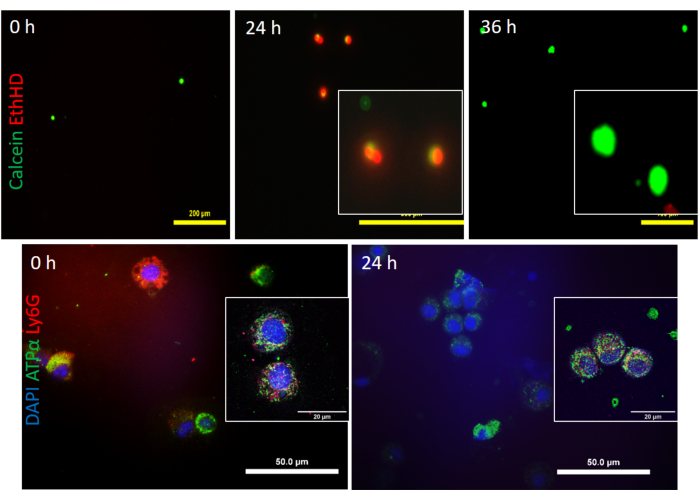 Figure 7