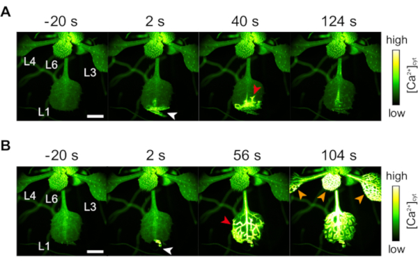 Figure 5