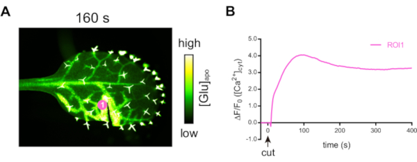 Figure 7