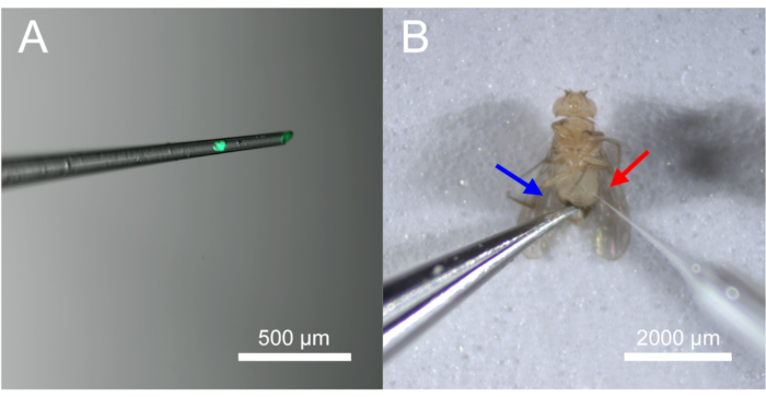 Figure 4