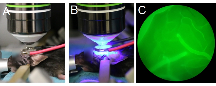 Figure 7