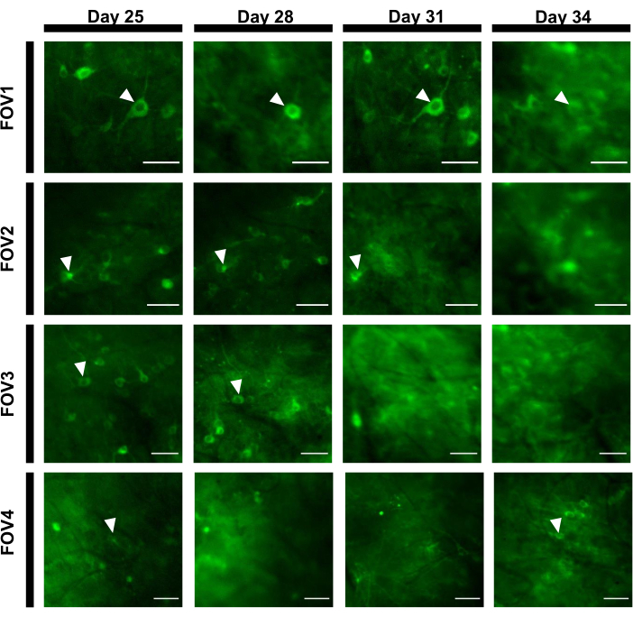 Figure 7