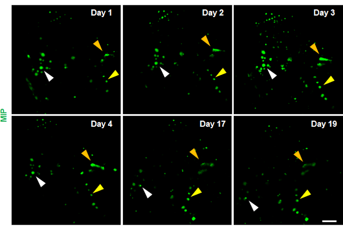 Figure 6