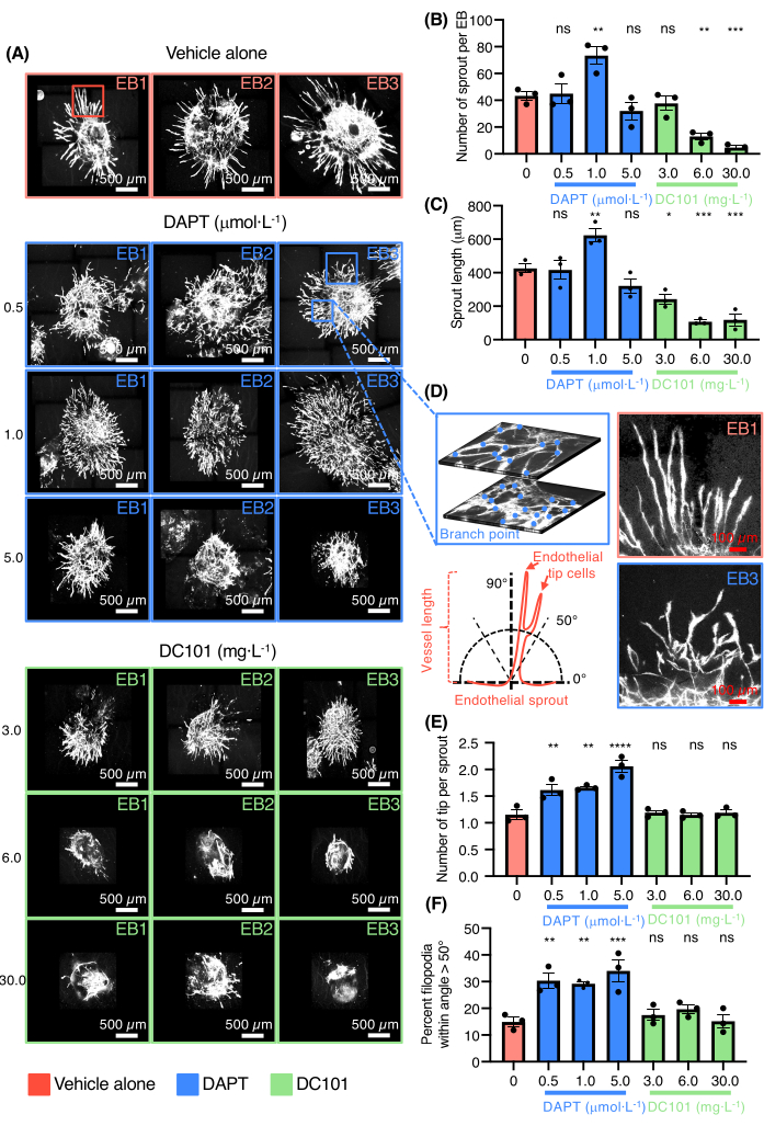 In Vitro Three-Dimensional Sprouting Assay of Angiogenesis Using Mouse ...