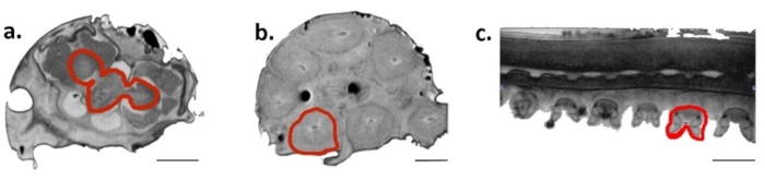 Figure 7