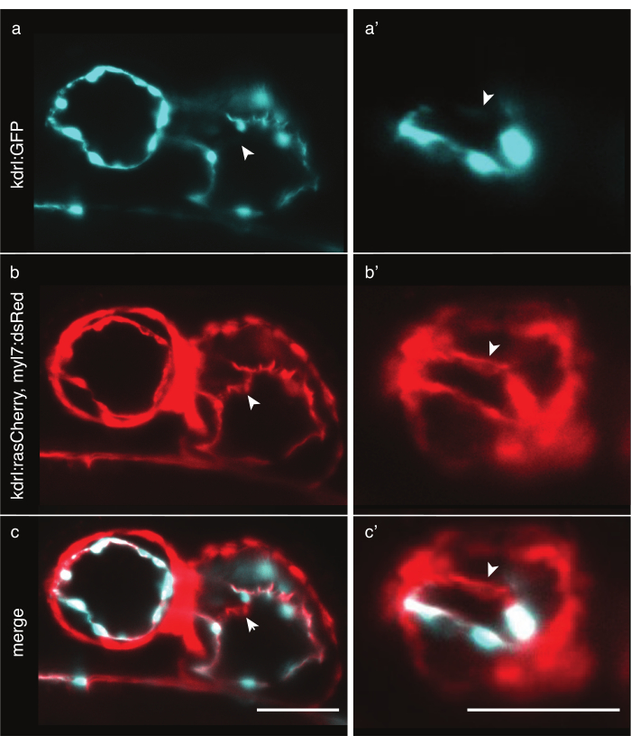 Figure 6