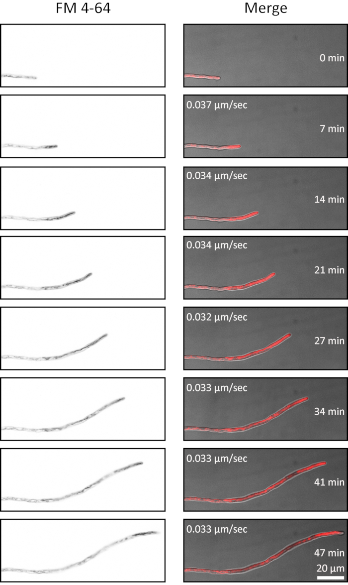 Figure 7