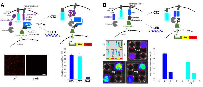 Figure 4