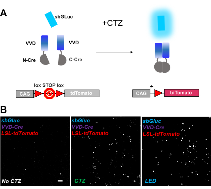 Figure 6