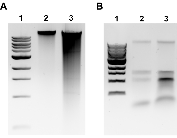 Hybrid De Novo Genome Assembly For The Generation Of Complete Genomes Of Urinary Bacteria Using 7286