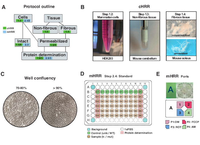 High-Resolution Respirometry to Assess Bioenergetics in Cells and ...