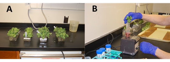 Figure 4