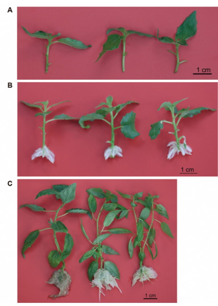 Figure 2