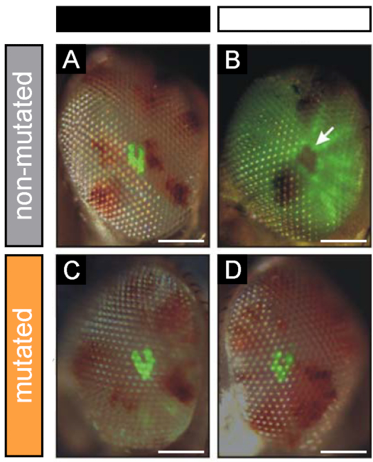 Figure 11