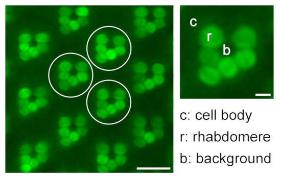 Figure 9