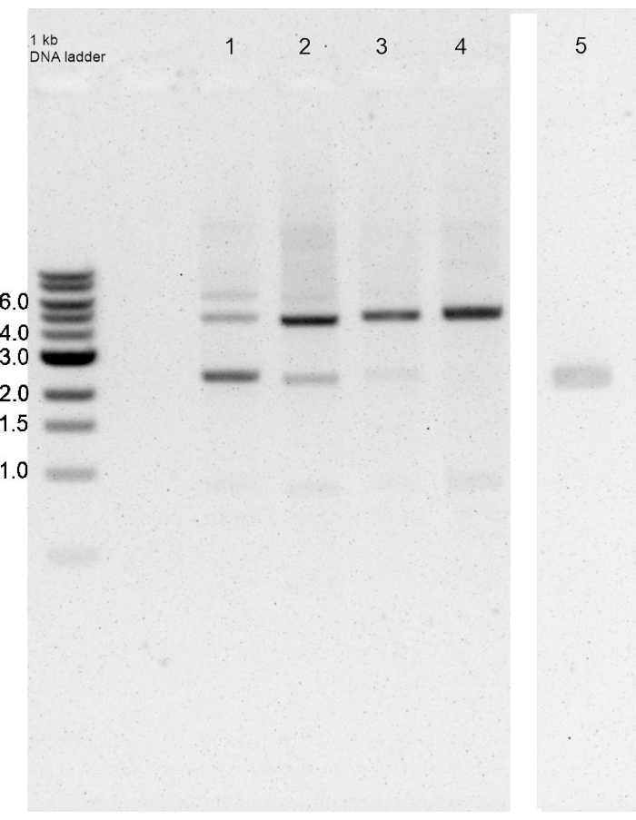 Figure 4