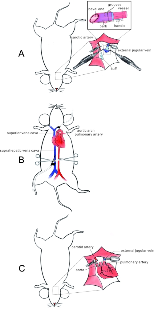 A Modified Cuff Technique for Mouse Cervical Heterotopic Heart ...