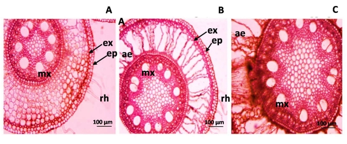 Figure 7