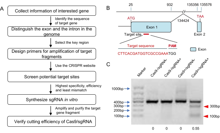 Figure 1