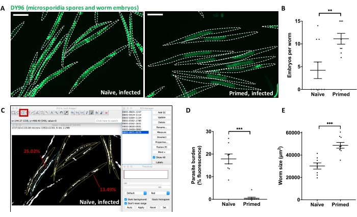 Studying Inherited Immunity in a Caenorhabditis elegans Model of ...