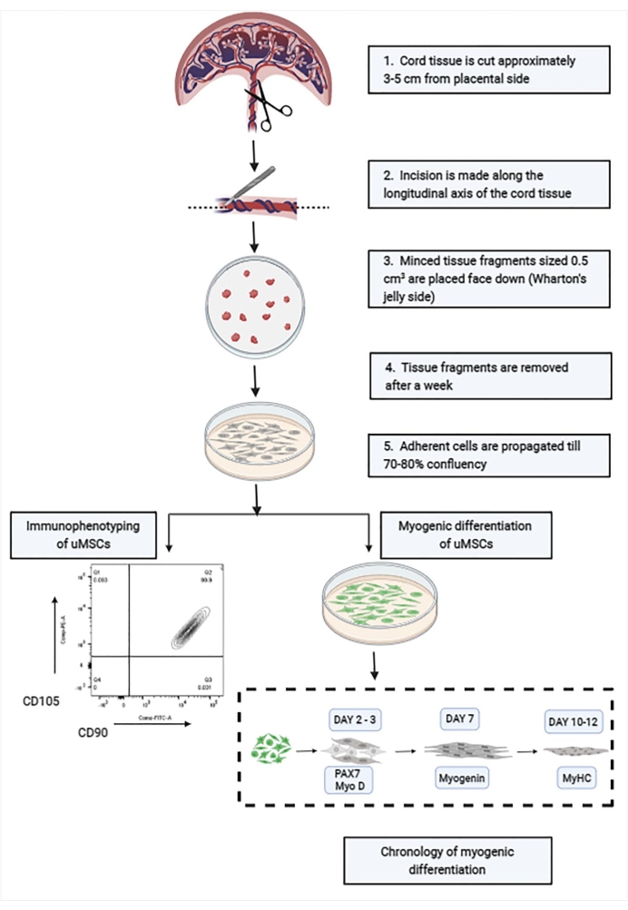 Generation of Mesenchymal Stem Cells from Human Umbilical Cord Tissue ...