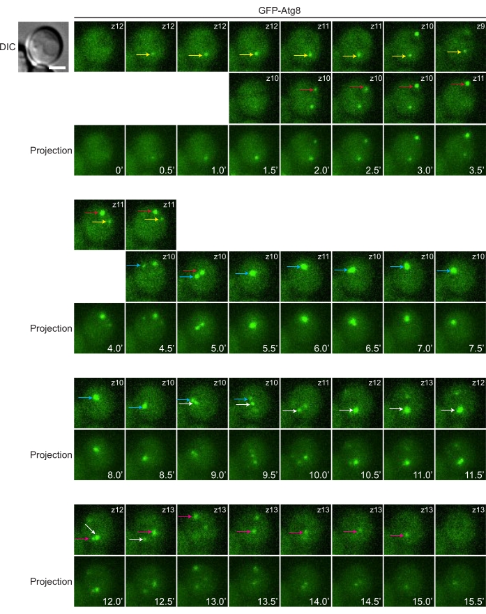 Figure 4