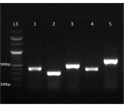 Figure 5