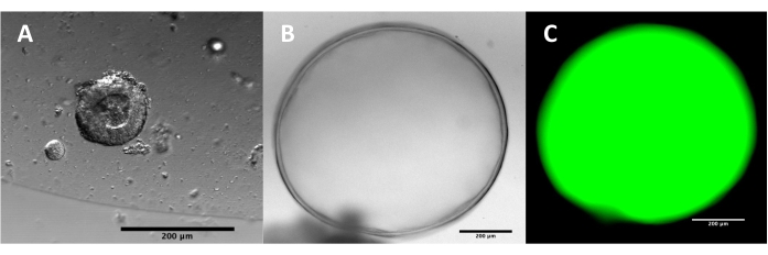 Figure 6