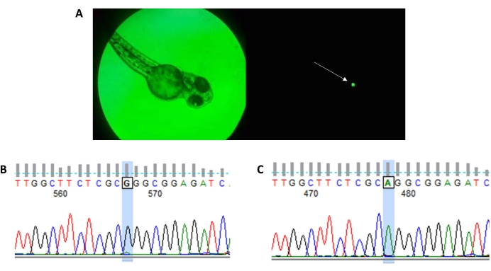 Figure 6