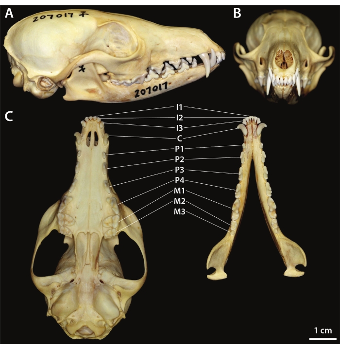 Figure 7