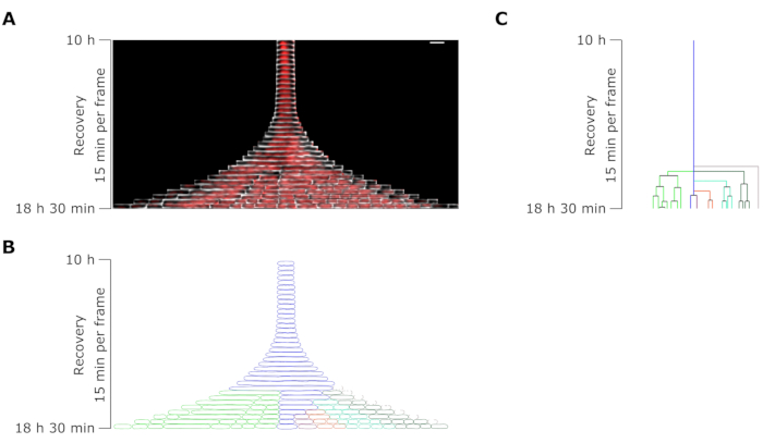 Figure 7