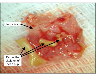 Figure 5