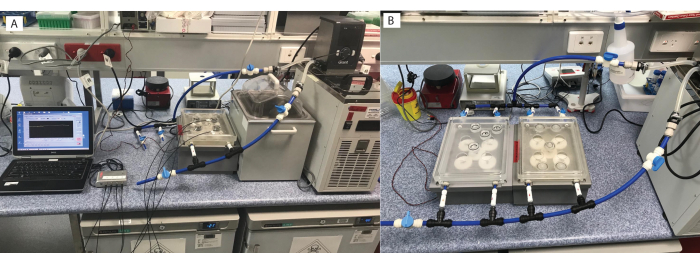 Physiological Characterization of the Coral Holobiont Using a New Micro ...