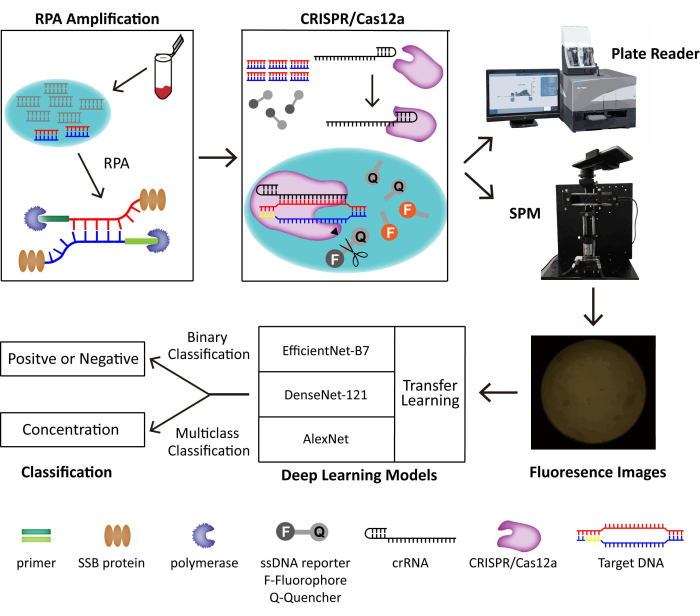 DNA Virus Detection System Based on RPA-CRISPR/Cas12a-SPM and Deep ...