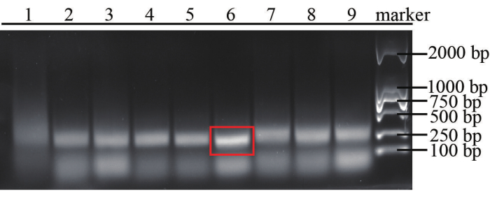 DNA Virus Detection System Based on RPA-CRISPR/Cas12a-SPM and Deep ...