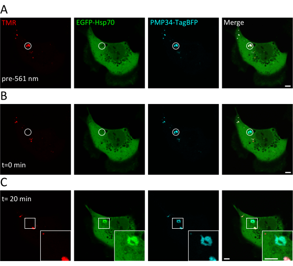 Figure 4